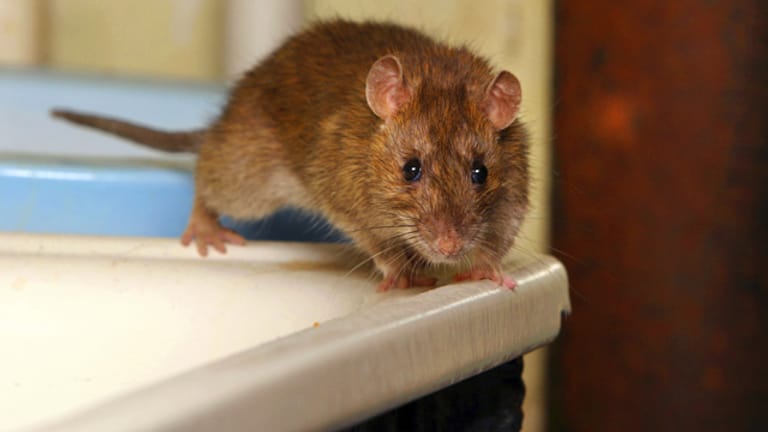 Ratten sind sehr lernfähige Tiere, weshalb sie oft die Tricks der Menschen durchschauen und sich deshalb so schwer bekämpfen lassen