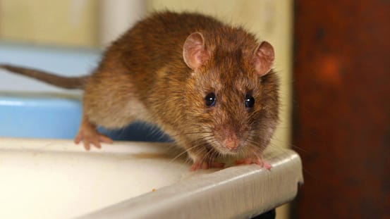 Ratten sind sehr lernfähige Tiere, weshalb sie oft die Tricks der Menschen durchschauen und sich deshalb so schwer bekämpfen lassen