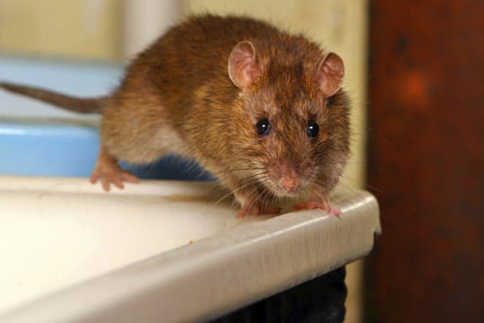 Ratten sind sehr lernfähige Tiere, weshalb sie oft die Tricks der Menschen durchschauen und sich deshalb so schwer bekämpfen lassen