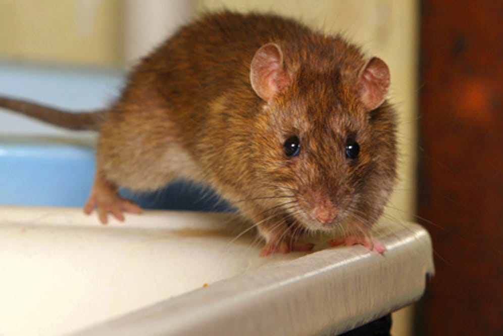 Ratten sind sehr lernfähige Tiere, weshalb sie oft die Tricks der Menschen durchschauen und sich deshalb so schwer bekämpfen lassen