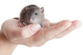 Ratten sind sensible Tiere