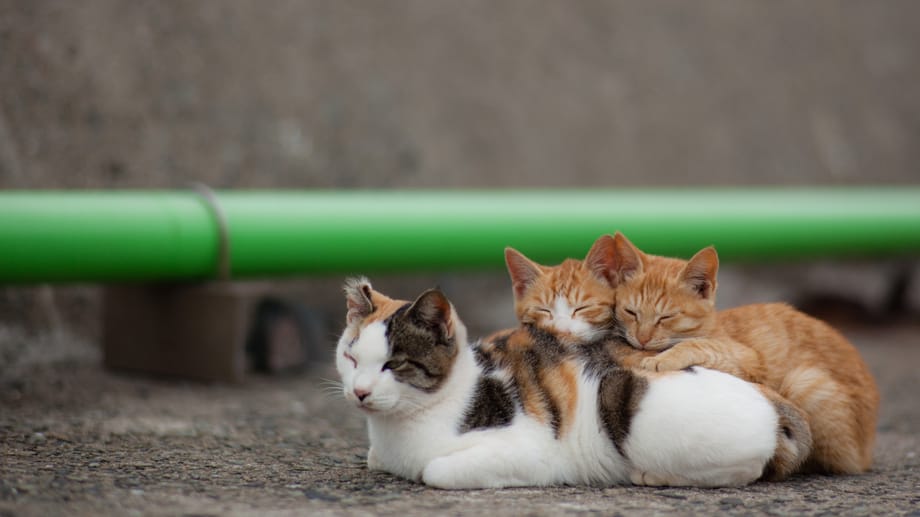 Auf Ainoshima leben sehr viele Katzen.