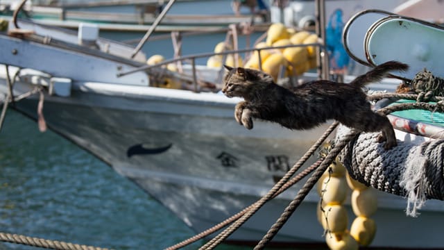 Katzenfans können sich auf der Insel sicher nicht satt sehen.