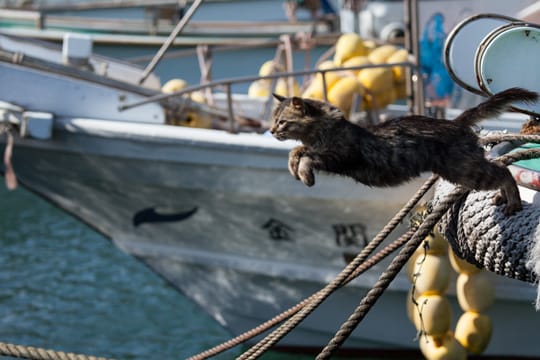 Katzenfans können sich auf der Insel sicher nicht satt sehen.