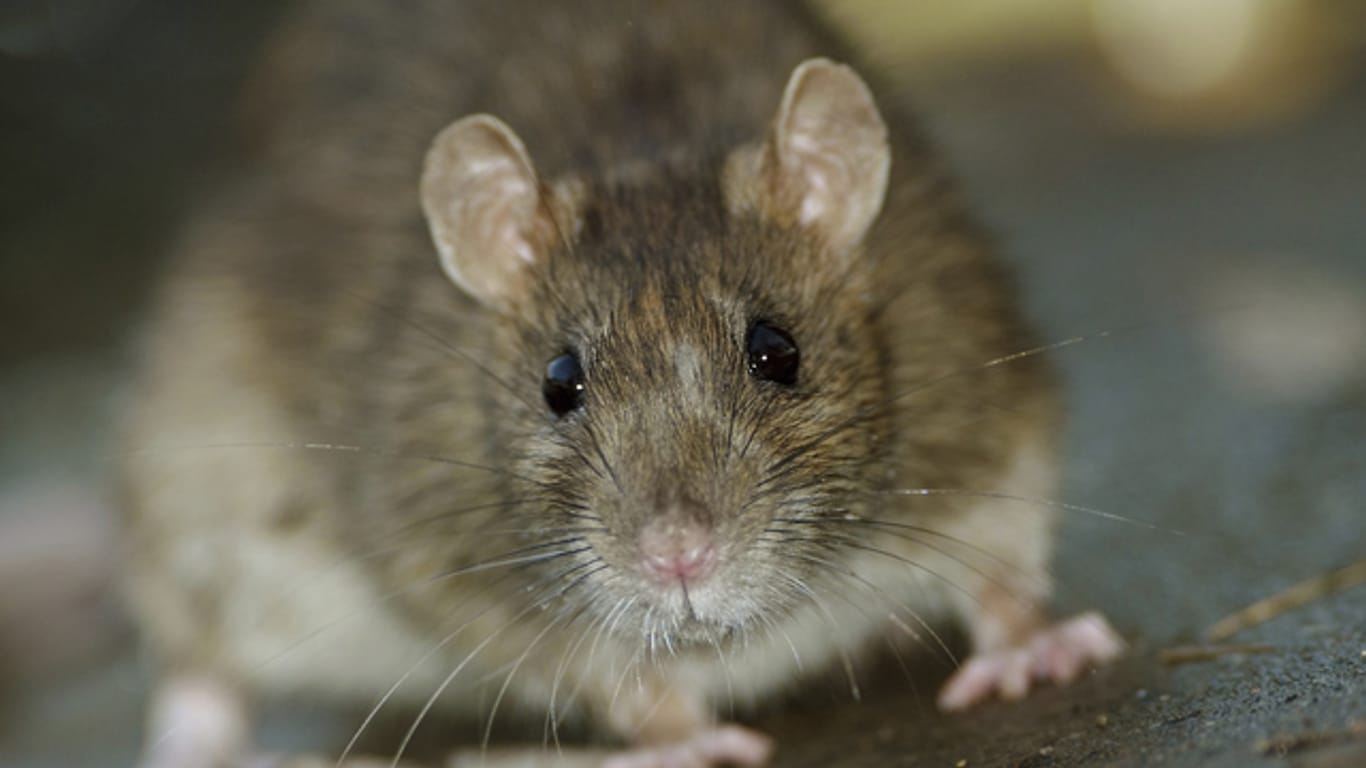 Ratten leben häufig in menschlichen Siedlungen