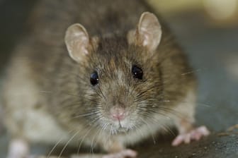 Ratten leben häufig in menschlichen Siedlungen