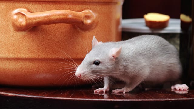 Nahrungsmittelreste und Abfälle locken Ratten an