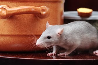 Nahrungsmittelreste und Abfälle locken Ratten an
