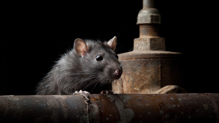 Ratten werden durch im WC entsorgte Essensreste angelockt