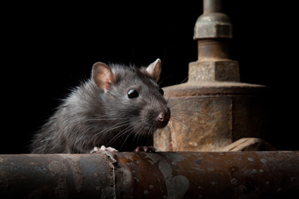 Ratten werden durch im WC entsorgte Essensreste angelockt