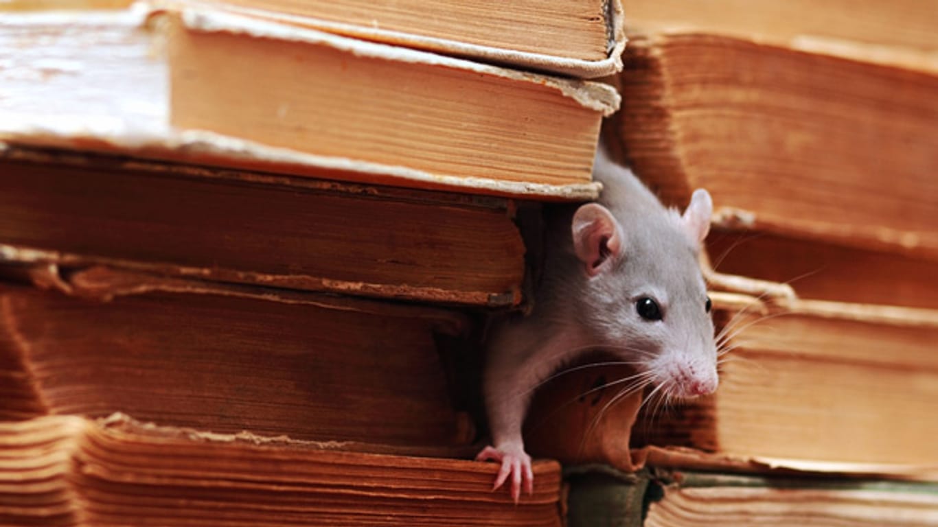 Ratten fühlen sich vor allem dort wohl, wo sie ihrem Nagetrieb nachgehen können