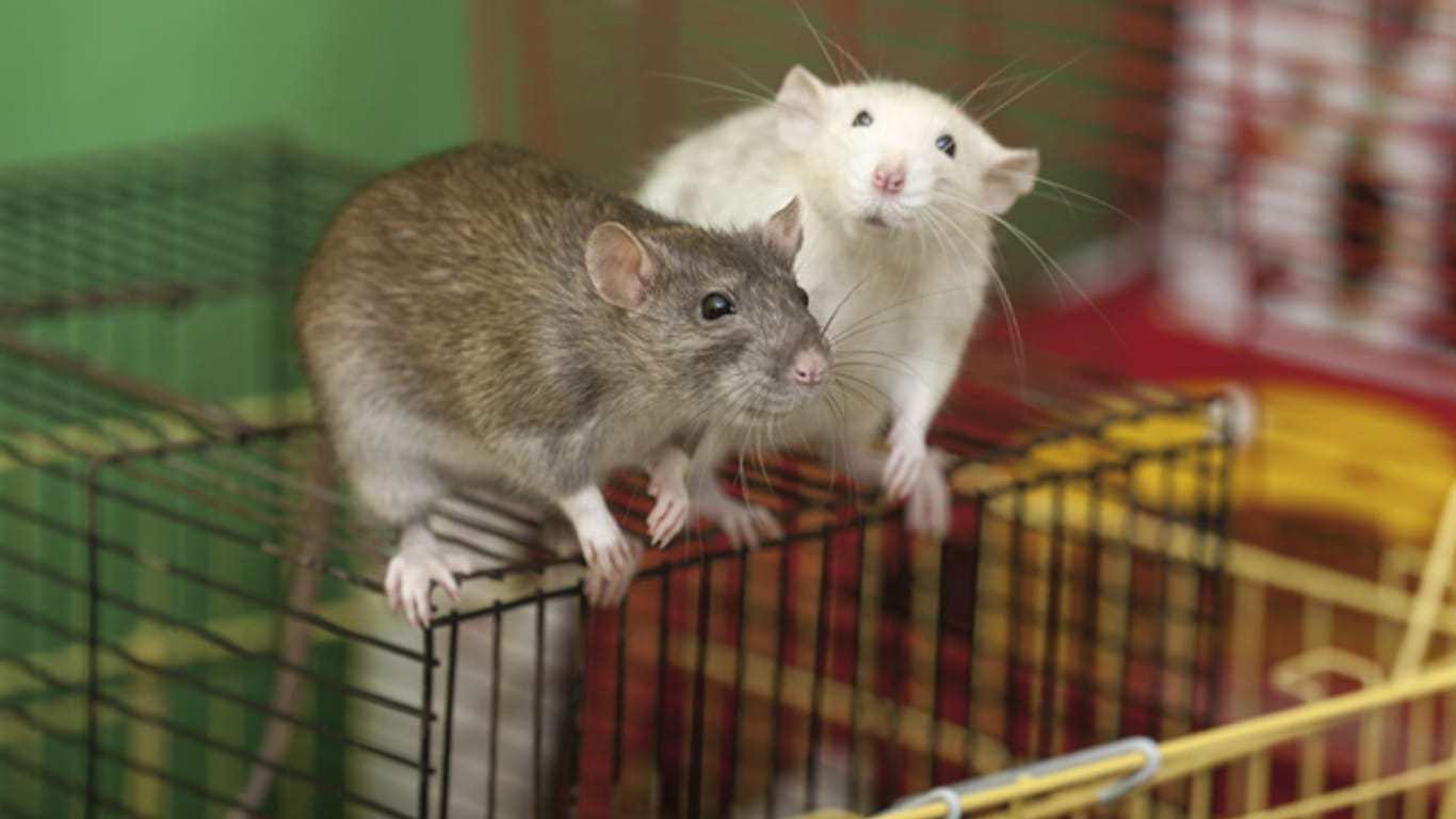 Ratten sollten immer in Gemeinschaft gehalten werden