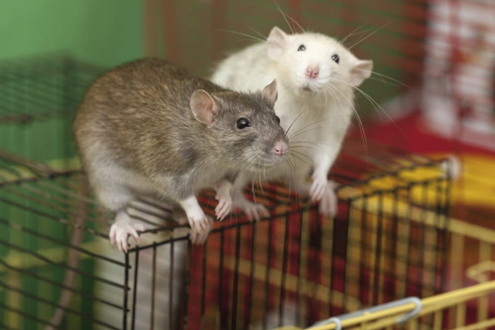 Ratten sollten immer in Gemeinschaft gehalten werden