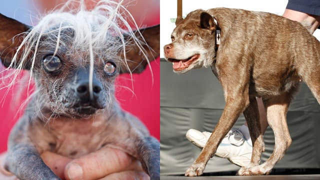 Zwei der Kandidaten bei der Wahl zum "Hässlichsten Hund der Welt": Rambo und Quasi Modo Zwei der Kandidaten bei der Wahl zum "Hässlichsten Hund der Welt": Rambo und Quasi Modo