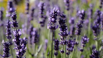 Echter Lavendel So erkennen Sie ihn