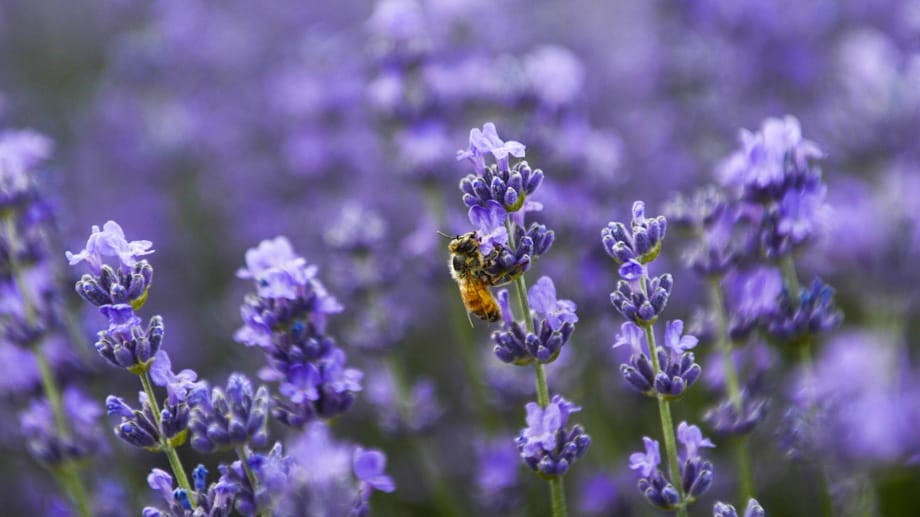 In den Blüten des Lavendel finden Bienen reichlich Nahrung.