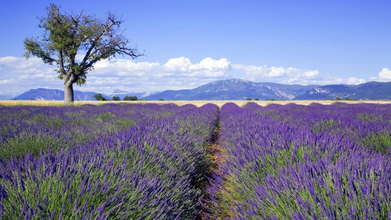 Lavendel so weit das Auge reicht: In Südfrankreich in der Provence wird der Lavendelanabau zu einem farbenprächtigen Naturschauspiel.