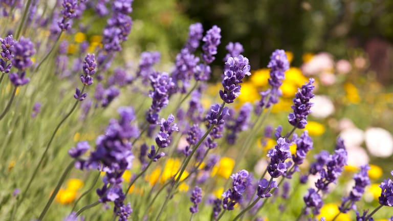 Lavendel wird ist eine sehr anspruchslose Pflanze für den Garten und deshalb sehr pflegeleicht.