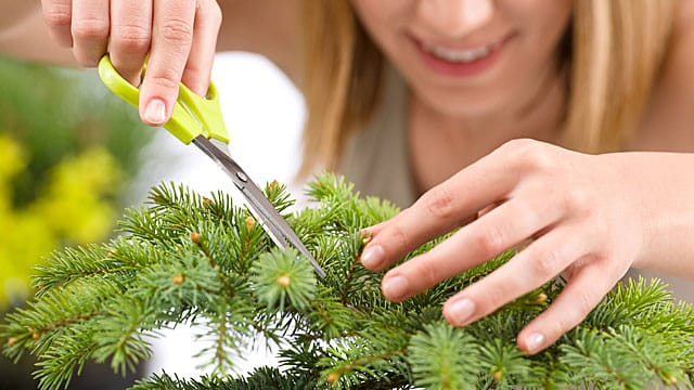 Die Fichte macht sowohl als Nutz- wie auch als Zierbaum eine gute Figur.