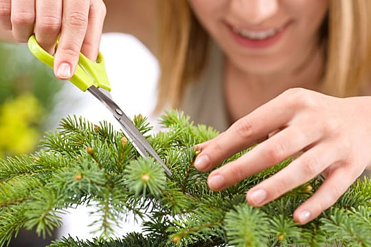 Die Fichte macht sowohl als Nutz- wie auch als Zierbaum eine gute Figur.