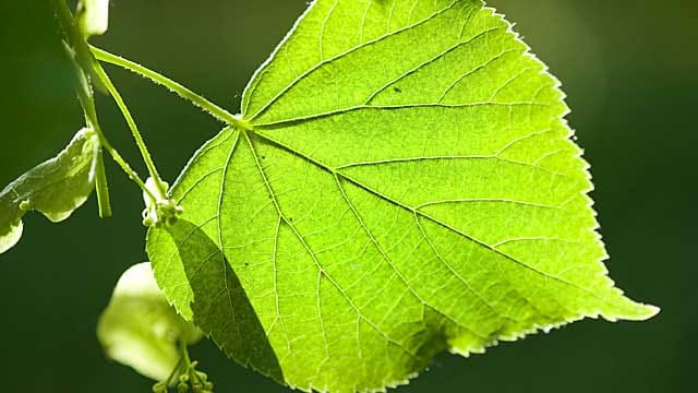 Die Linde braucht reichlich Platz im Garten.