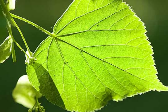 Die Linde braucht reichlich Platz im Garten.