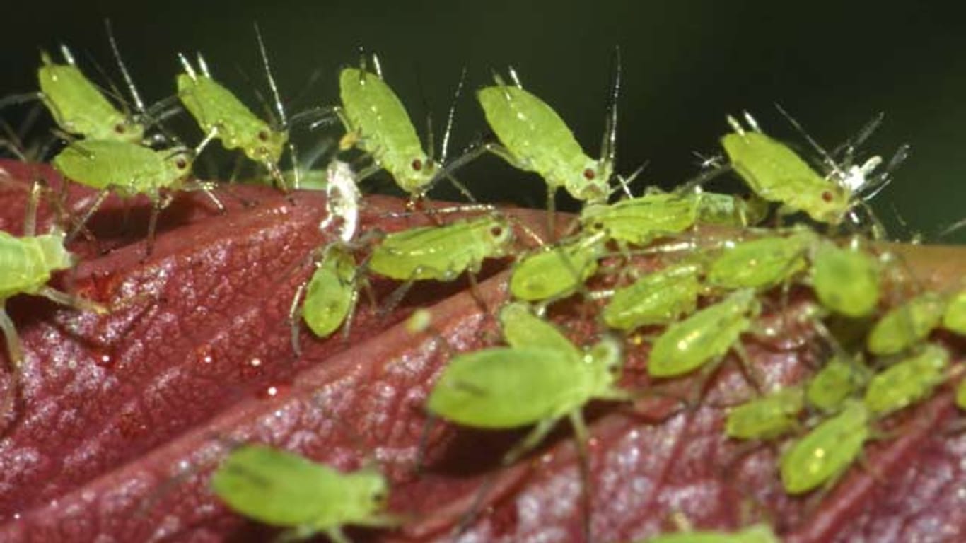 Gegen Blattläuse helfen oft nur ungewöhnliche Maßnahmen
