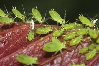 Gegen Blattläuse helfen oft nur ungewöhnliche Maßnahmen