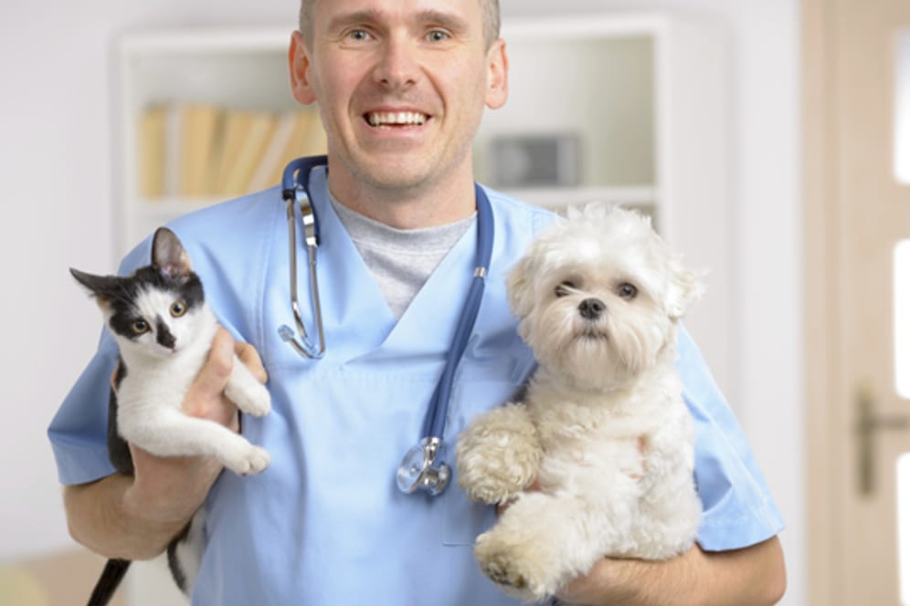 Tierkrankenversicherungen gibt es nicht nur für Hunde und Katzen