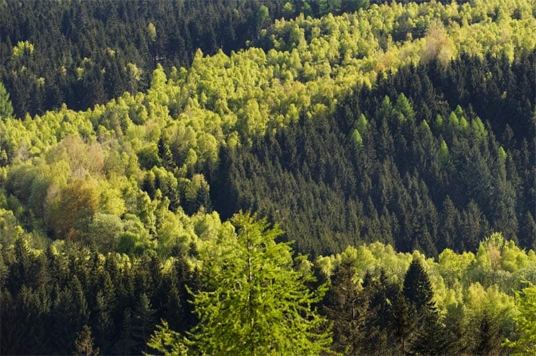 Spuren der Geschichte: Deutlich ist der ehemalige Grenzverlauf im Frankenwald anhand der unterschiedlichen Farbe der Bäume zu sehen.