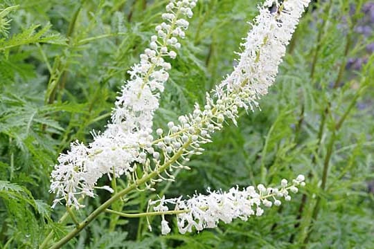 Mit ihren reinweißen Blüten ist die Traubensilberkerze eine Zierde für jeden Garten.