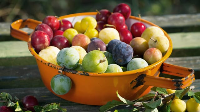 Die kleinen gelben Mirabellen und die etwas größeren, meist grünen Renekloden sind köstliches Sommerobst.