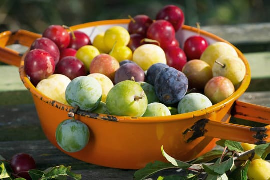 Die kleinen gelben Mirabellen und die etwas größeren, meist grünen Renekloden sind köstliches Sommerobst.