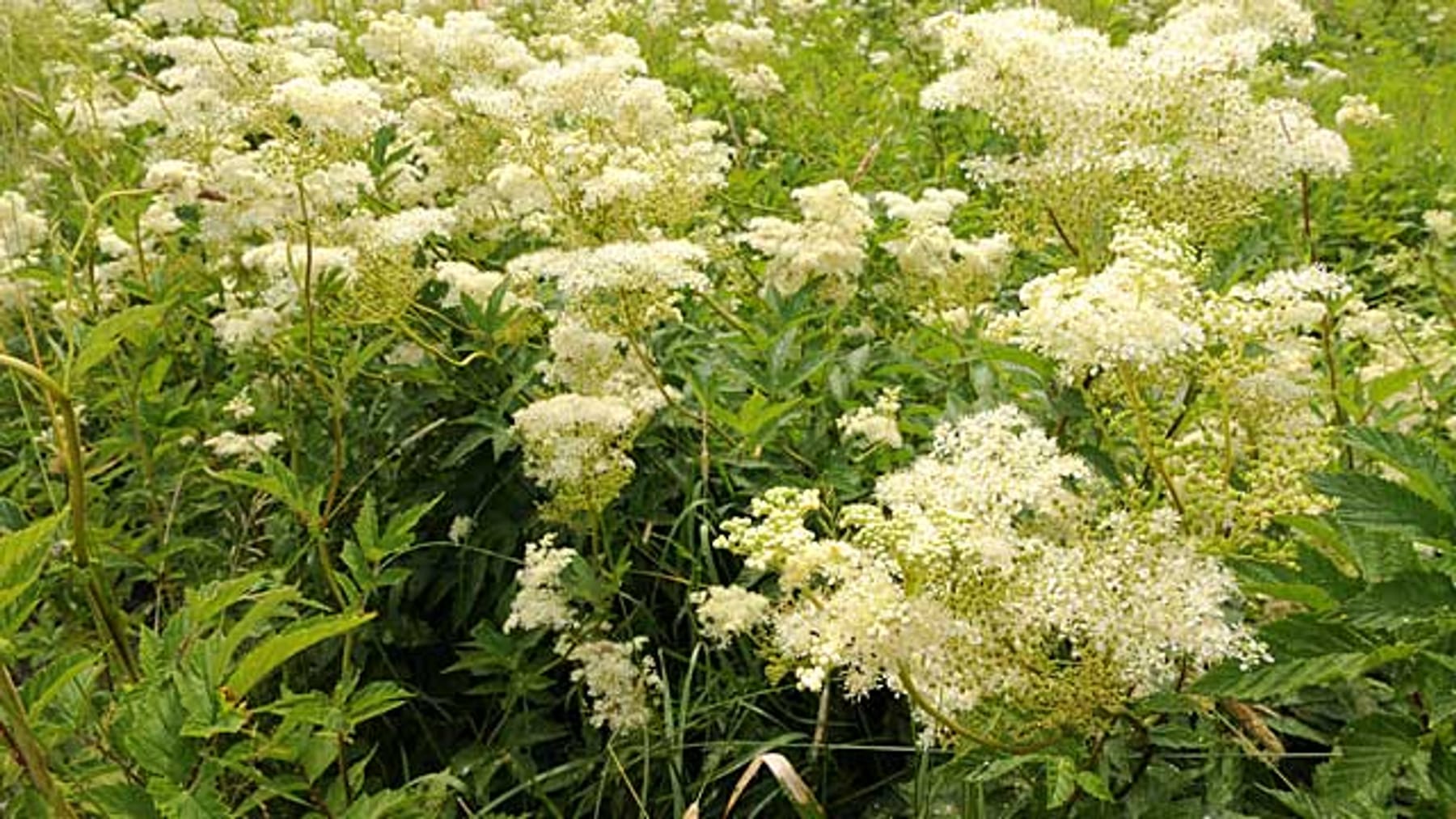 Echtes Mädesüß Traditionsreiche Heilpflanze im Garten pflanzen