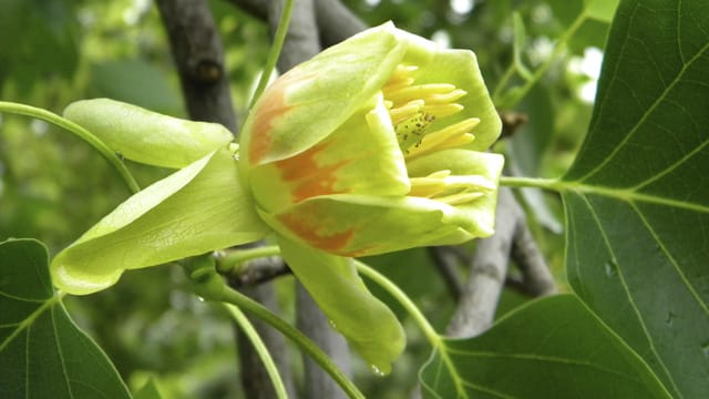 Der Tulpenbaum blüht im späten Frühling