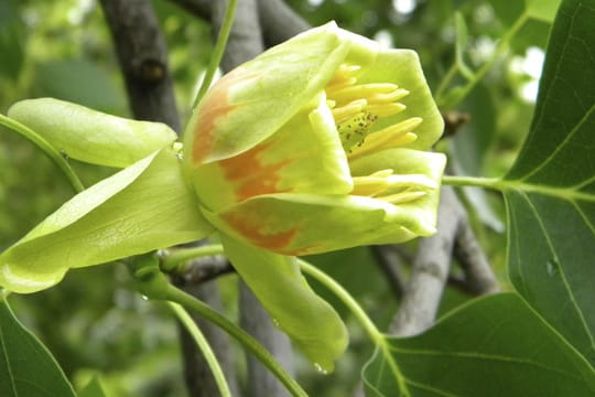 Der Tulpenbaum blüht im späten Frühling