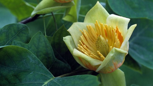 Entfernen Sie verwelkte Blüten am Tulpenbaum immer sofort