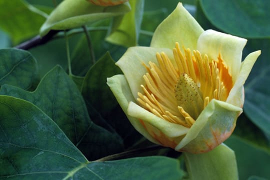 Entfernen Sie verwelkte Blüten am Tulpenbaum immer sofort