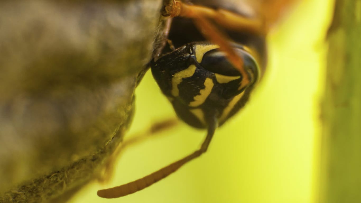Keine Panik, Wespen sind harmloser als ihr Ruf.