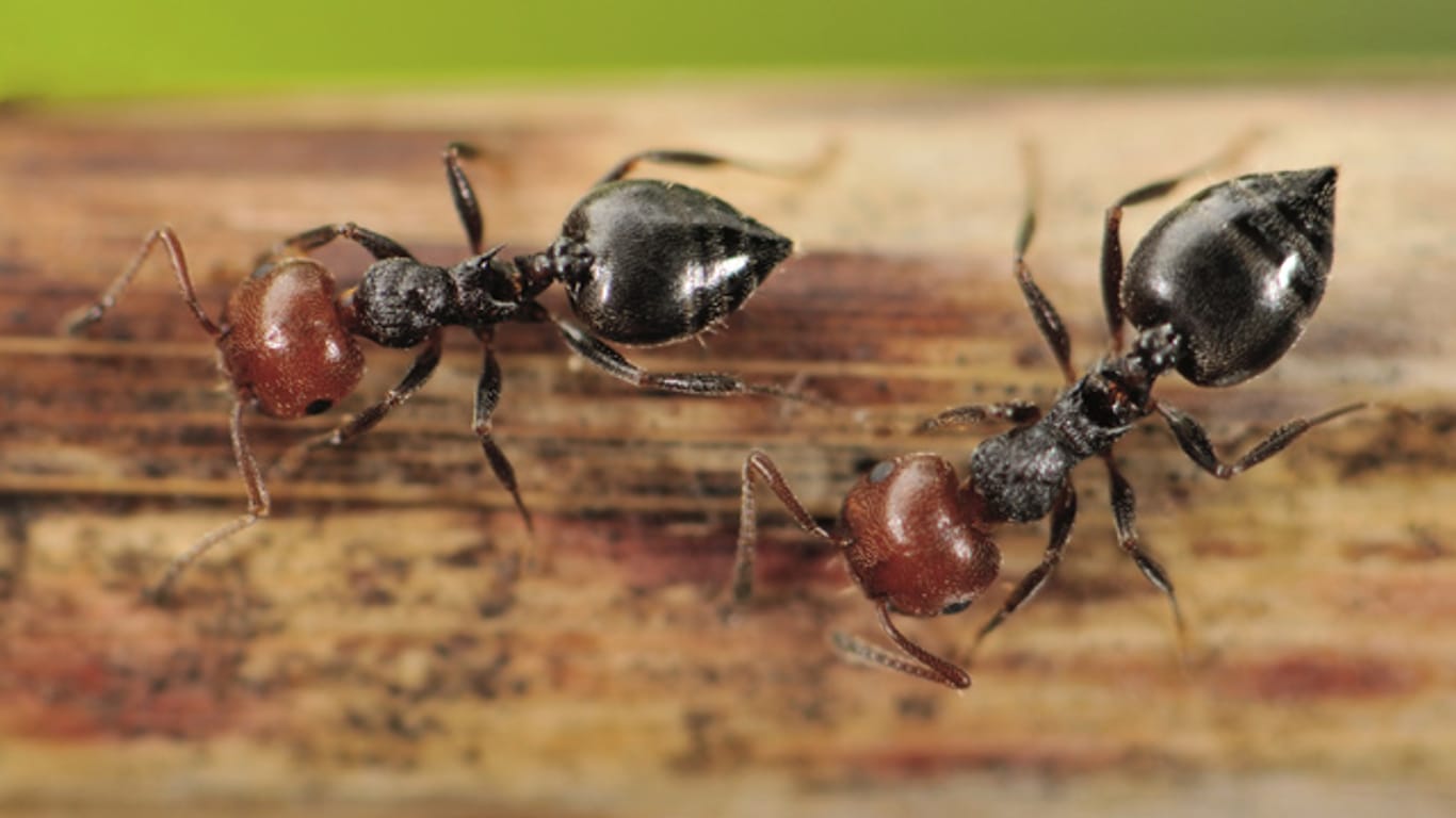 Ameisen leben in arbeitsteiligen Staaten, die mehrere Millionen Tiere umfassen können. In kleineren Gruppen können Sie die Insekten auch zuhause halten.