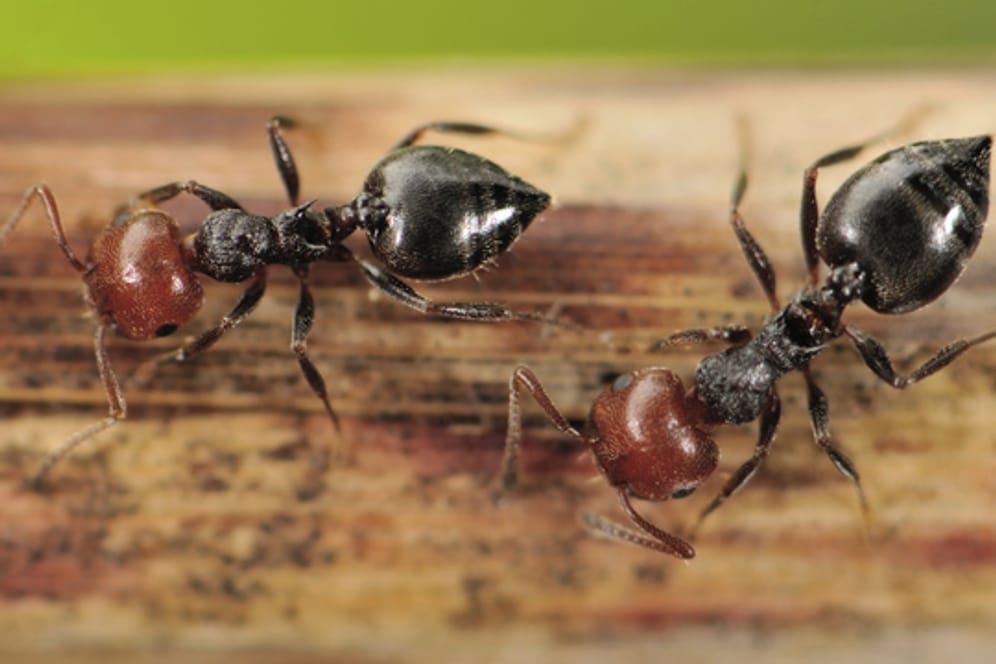 Ameisen leben in arbeitsteiligen Staaten, die mehrere Millionen Tiere umfassen können. In kleineren Gruppen können Sie die Insekten auch zuhause halten.