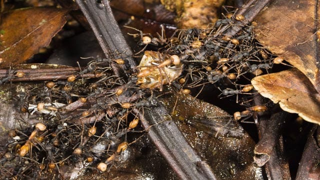 Treiberameisen gehören zu den Wanderameisen sind meist in Scharen auf Beutezug. Die Königin zieht mit ihrer Kolonie.