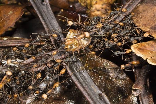 Treiberameisen gehören zu den Wanderameisen sind meist in Scharen auf Beutezug. Die Königin zieht mit ihrer Kolonie.