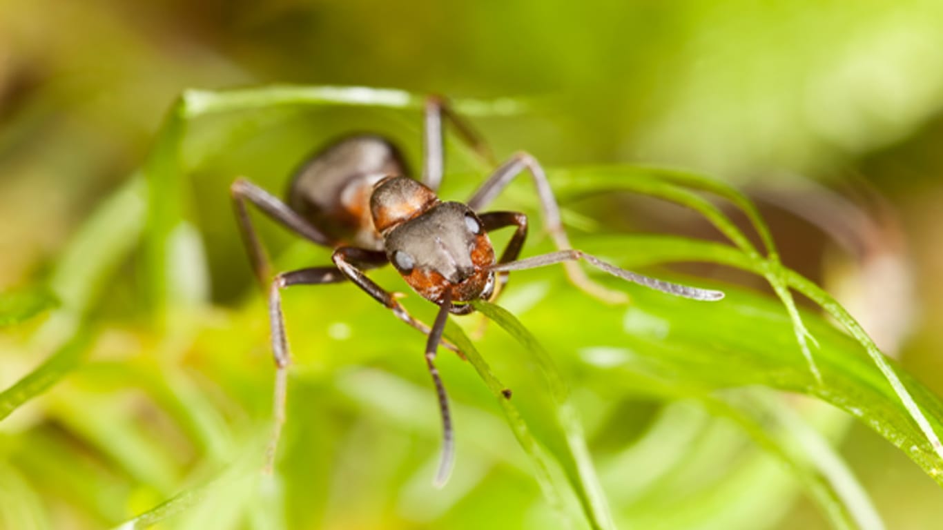 Die Wanderameise ist die am weitesten verbreitete Ameise im europäischen Klima.