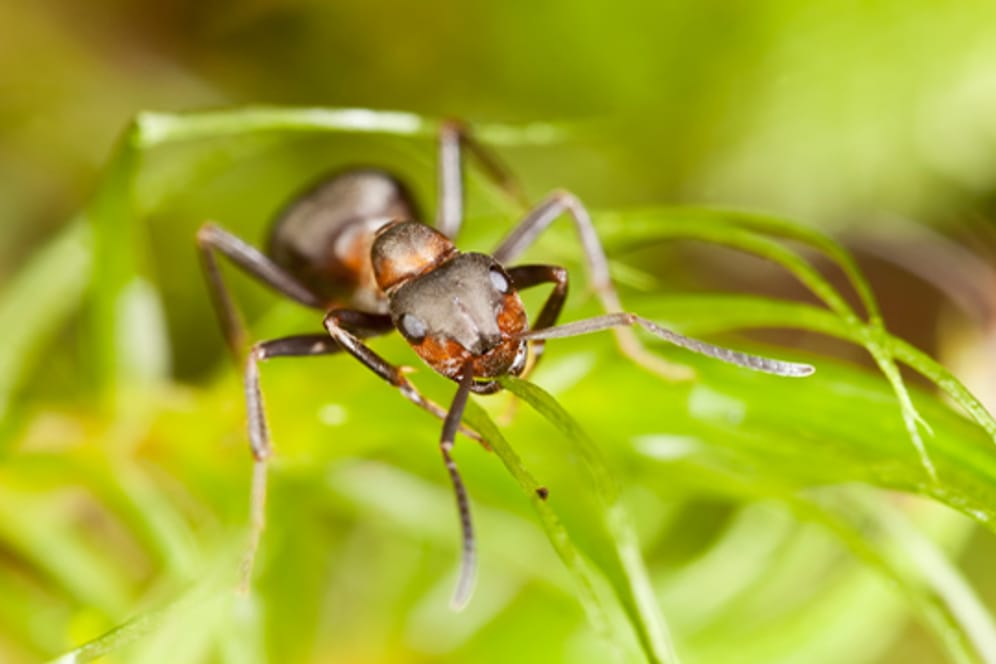 Die Wanderameise ist die am weitesten verbreitete Ameise im europäischen Klima.