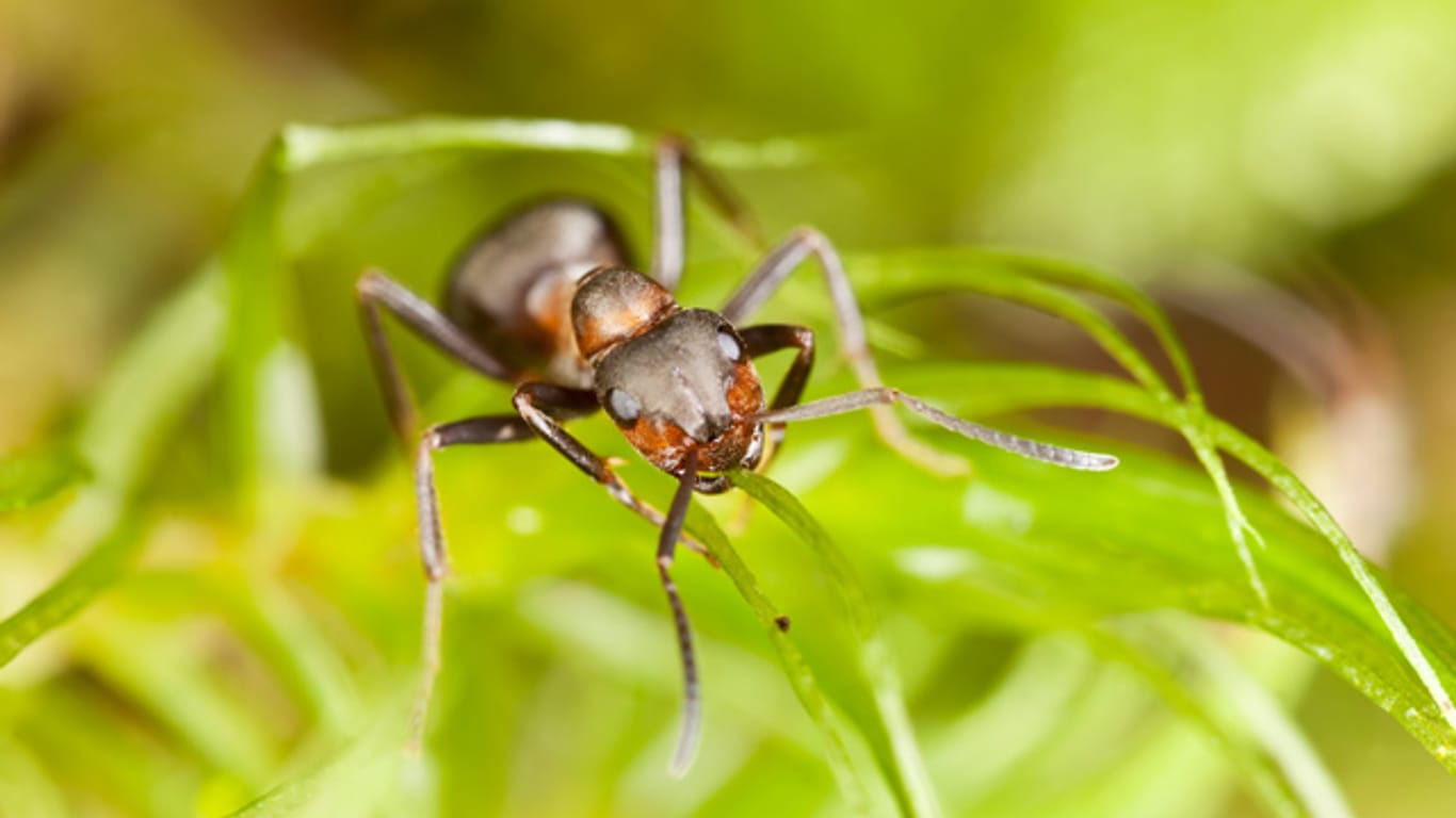 Andere Ameisenarten sind wegen der Amazonenameise stark gefährdet