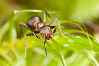 Andere Ameisenarten sind wegen der Amazonenameise stark gefährdet