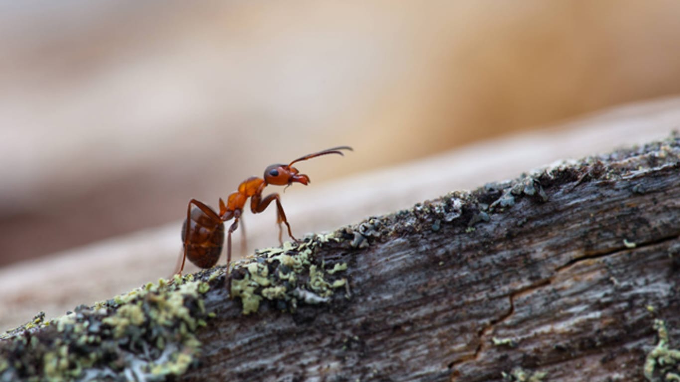 Die besten Hausmittel gegen Ameisen sind die, die sie nur vertreiben anstatt sie zu töten.