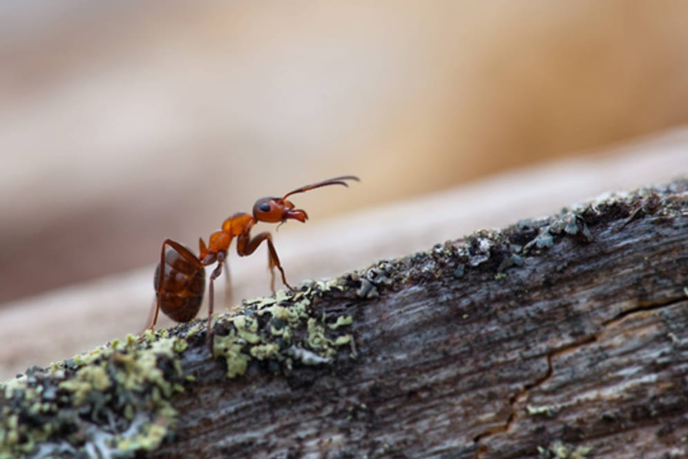 Die besten Hausmittel gegen Ameisen sind die, die sie nur vertreiben anstatt sie zu töten.