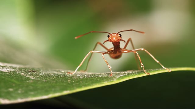 Die rote Waldameise ist ein fleißiger Helfer der Natur.